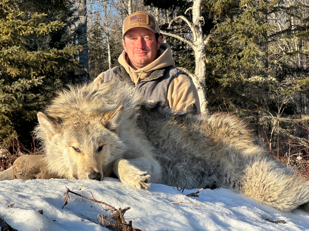 Guided wolf hunts in Alberta, Canada
